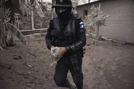 Tusentals djur behöver vår hjälp efter vulkanutbrott i Guatemala