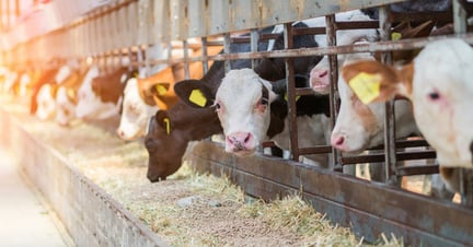 Cow eating