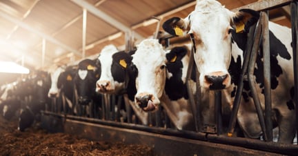 cows on a factory farm