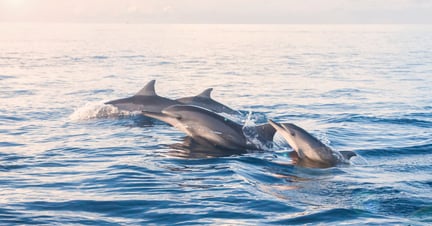 dolphins swimming in the ocean
