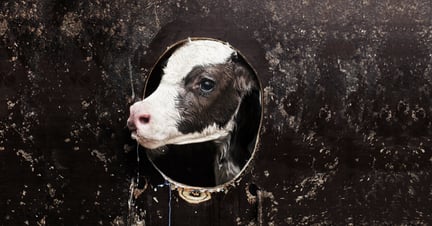 Ko och kalv hör ihop 