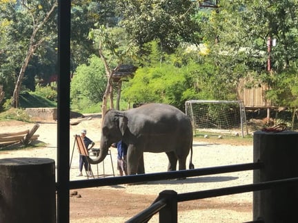 elephant performance