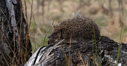 Djurfabrikerna bidrar till  klimatkris för de vilda djuren