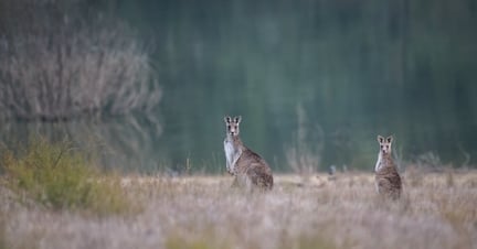 Kangoeroes in het wild