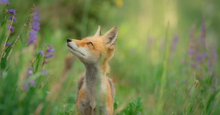 Rödräv i det vilda