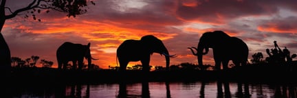 Svenskarna vill ha djurvänliga resebolag