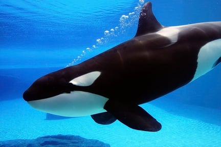 seaworld