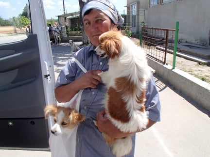 Dog is brought to our mobile clinic in Pestera, Romania