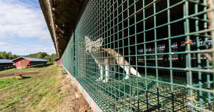 Ræve lider hele livet i små bure på finske pelsfarme. Foto: FOUR PAWS / Fred Dott