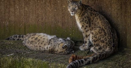 Snöleoparder - Foto Tom Svensson