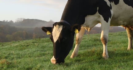 Tech Dairy Header
