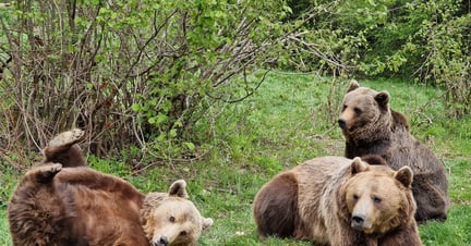 bear sanctuary