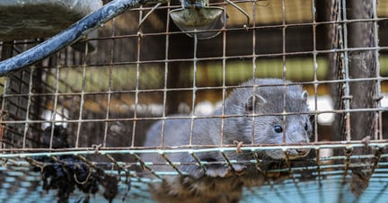 Mink mistrives i små trådbure i minkproduktionen. Foto: Jo-Anne McArthur / Djurrattsalliansen / We Animals Media