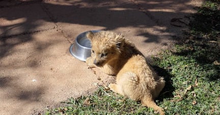 South African Lions 2023