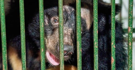 World Animal Protection, Vietnam’s Forest Protection Department (FPD) and Four Paws came together to rescue Na (whose name means custard apple) from her tiny, 1.5m squared cage, with very little natural light and barely enough room to move and express her natural behaviours.