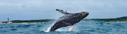 Wildlife Heritage Areas: Nytt världsprojekt ska skydda djur och natur