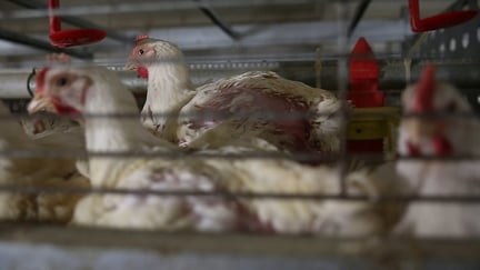 43 day old broiler (meat) chickens in caged systems. At this farm there were 130 chickens in each cage, which were in two tiers. The poultry shed housed 40,000 birds. Beneath each cage tier is a conveyor belt which takes away manure, and also the chicken when it is time for slaughter. At this farm several chickens were spotted having escaped from their cages, this means they have no access to food or water and pose a health risk if reintroduced to a group. The feather conditions on these birds is very bad, they have little space, the lighting is poor and several dead birds were spotted within the cage (this can spread infection). Farming meat chickens in cages is an inherently poor system - making changes or improvements would still not meet our welfare standards. Foto: World Animal Protection