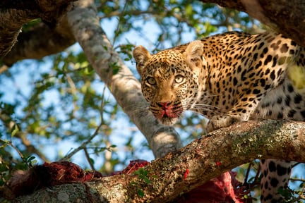 Storbritanniens snabbast växande researrangör easyJet Holidays meddelar nu att alla företagets erbjudanden ska vara djurvänliga. Det sker efter att World Animal Protection haft kontakter med företaget sedan 2020 för att diskutera djurvälfärd.