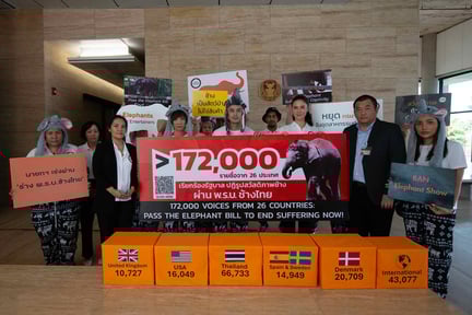 World Animal Protection har därför överlämnat 172 000 namn till den thailändska regeringen för att förhindra att fler elefanter föds in i lidande i turistindustrin.