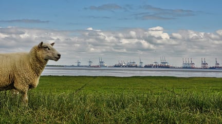 Får framför en hamn med fartyg.