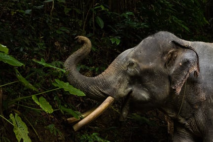 Following Giants i Thailand får prestigefyllt pris av Tripadvisor