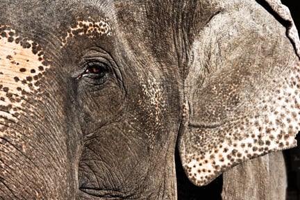 Inte en enda elefant hade lyckliga ögon