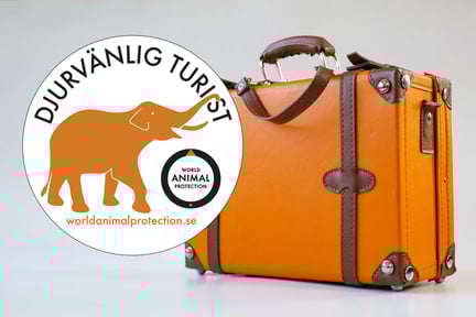 Visa att du är Djurvänlig turist med vår nya dekal! - World Animal Protection Sverige