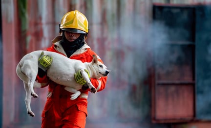 Hund räddas i branddrabbade Kalifornien