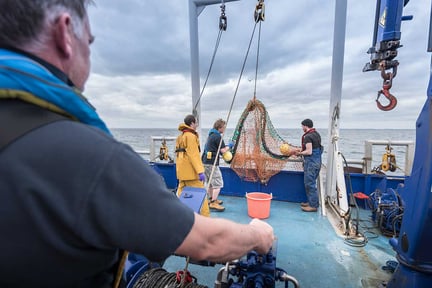Ny studie visar att fiskad sill utsätts för stort lidande