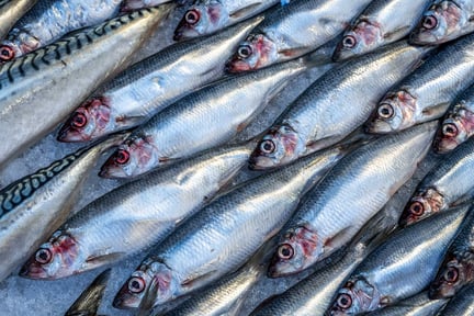 Ny studie visar att fiskad sill utsätts för stort lidande