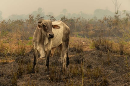 Foto: Tom Svensson World Animal Protection