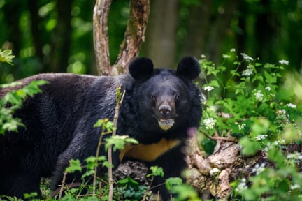 World Animal Protection prisas för hjälp till björnar i Vietnam
