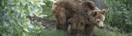 En björn i skogen, här hittar du information rörande pressfrågor och World Animal Protection Sverige.