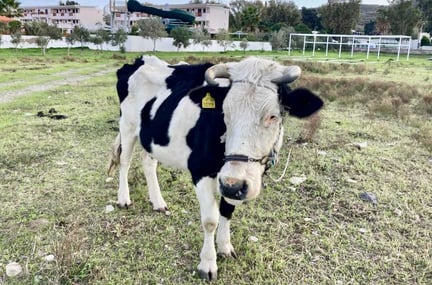 På den grekiska turistön Kos hålls många kor i olämpliga miljöer –  ofta bundna, i gassande sol utan möjlighet till skugga och vatten och utan veterinärvård. Foto: Mariella Modestos