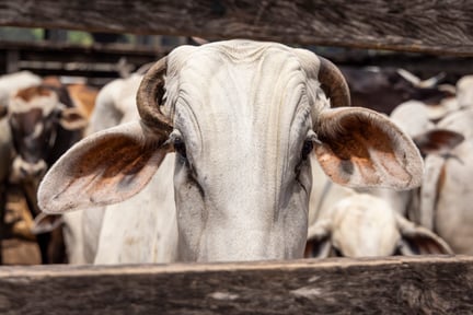 Cow  in brasil