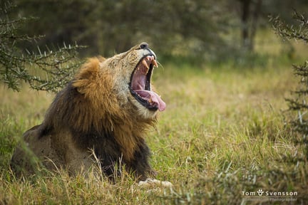 A big male lion is yawning in the grass