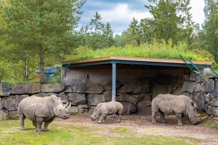 World Animal Protection avslöjar stora brister i svenska djurparker