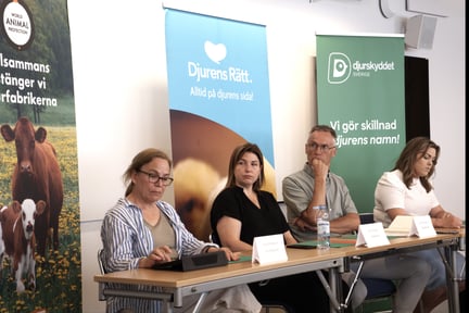 Betesrätten i fokus när World Animal Protection var i Almedalen