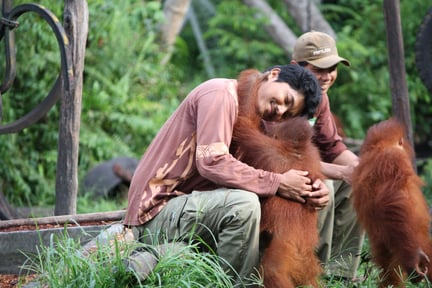 Indonesien: Ett varmt adjö till BOS orangutanger