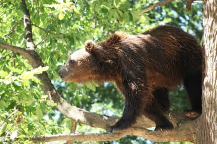 En af de reddede bjørne i bjørnereservatet, som vi støtter i Rumænien