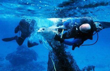 Havsdjur ska skyddas från flytande dödsfällor