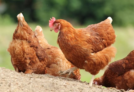Fritgående høns har bedre velfærd end burhøns