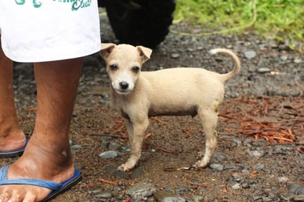Filippinerna: Hunden Liney fick hjälp efter tyfonen Haiyan