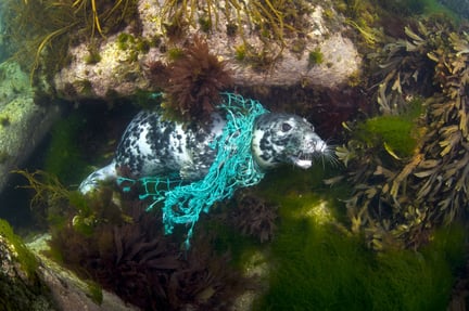 Mange hundrede ton net bliver genanvendt af den danske virksomhed PlastiX, så de ikke er til fare for sæler, hvaler og andre dyr.