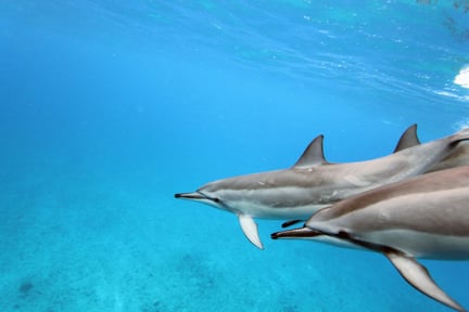 Delfiner Hawaii