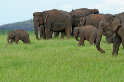 Elefanter hører til i naturen - ikke i turistindustrien