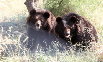 Reservatet i Pakistan behöver plats för fler räddade björnar 