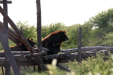 Nogle af de bjørne, der allerede nyder livet i det grønne reservat