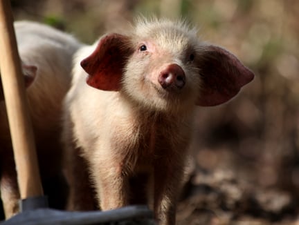 En gris i Kap Verde