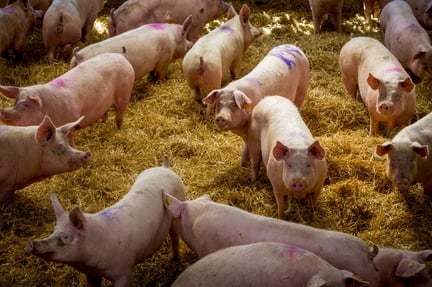 Pressmeddelande: Ny global kampanj för grisars välfärd 